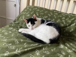 Lost Male Cat last seen Cragg lane , Thornton,Bradford, Thornton, England BD13 3SP