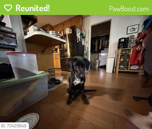 Reunited Female Dog last seen Bowen, Blackwood, Arlington, TX 76013