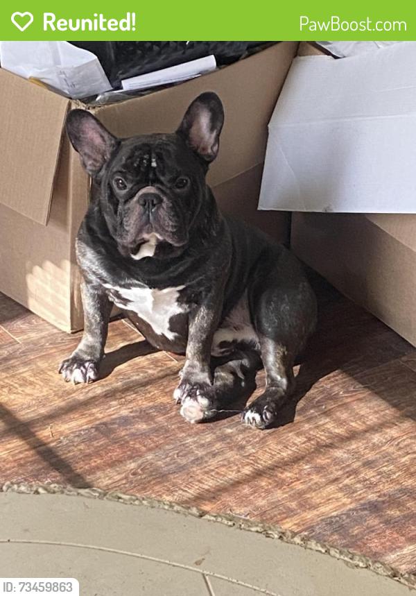 Reunited Male Dog last seen Blair way casada way Salem drive Charleston, Las Vegas, NV 89146