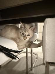 Found/Stray Male Cat last seen Rayos del sol, San Jose, CA 95116