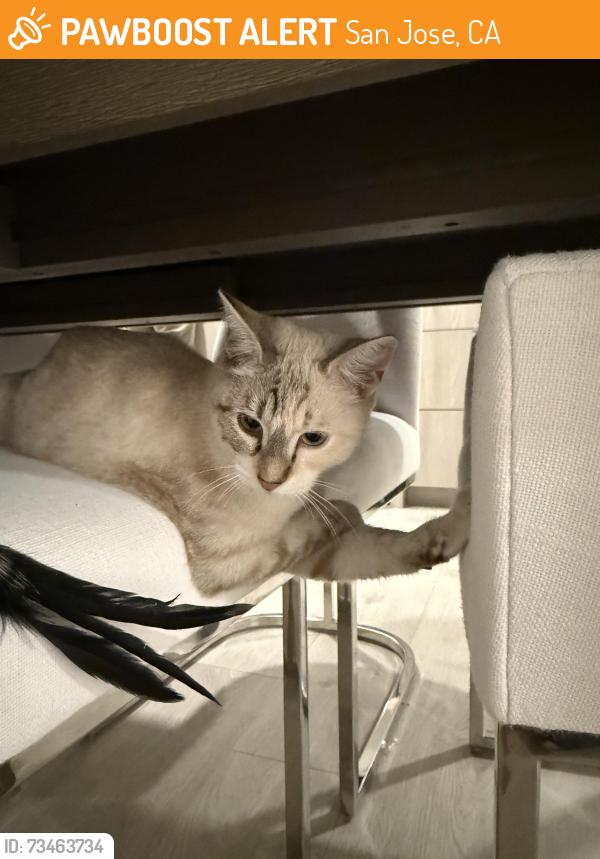 Found/Stray Male Cat last seen Rayos del sol, San Jose, CA 95116