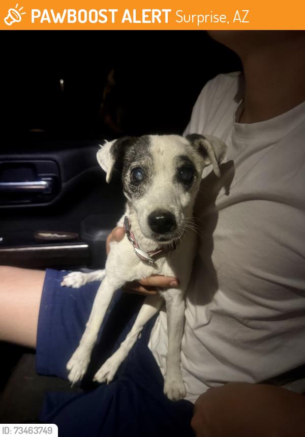 Found/Stray Female Dog last seen Cactus and Reems in Surprise, Surprise, AZ 85379