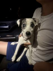 Found/Stray Female Dog last seen Cactus and Reems in Surprise, Surprise, AZ 85379
