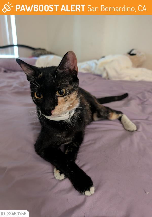 Found/Stray Unknown Cat last seen Castlepark apmts, San Bernardino, CA 92407