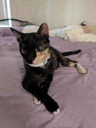 Found/Stray Unknown Cat last seen Castlepark apmts, San Bernardino, CA 92407