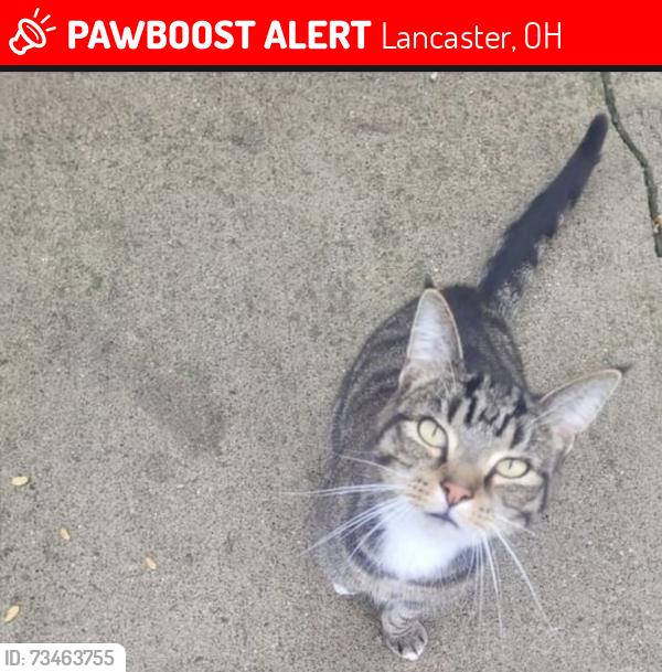 Lost Male Cat last seen hubert, Lancaster, OH 43130