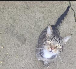 Lost Male Cat last seen hubert, Lancaster, OH 43130