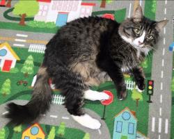 Lost Female Cat last seen Glen Mary Ln SE Lacey, WA 98503, Lacey, WA 98503