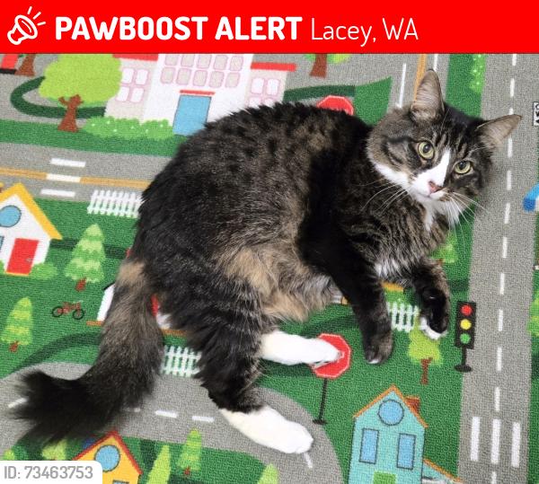 Lost Female Cat last seen Glen Mary Ln SE Lacey, WA 98503, Lacey, WA 98503