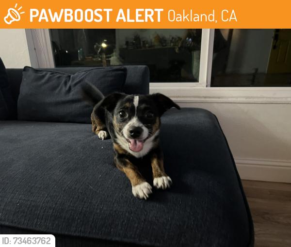 Found/Stray Female Dog last seen Castlewood St., Oakland, CA 94605
