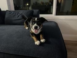 Found/Stray Female Dog last seen Castlewood St., Oakland, CA 94605