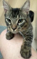 Found/Stray Male Cat last seen 15th Avenue & Bethany Home Rd, Phoenix, AZ 85015