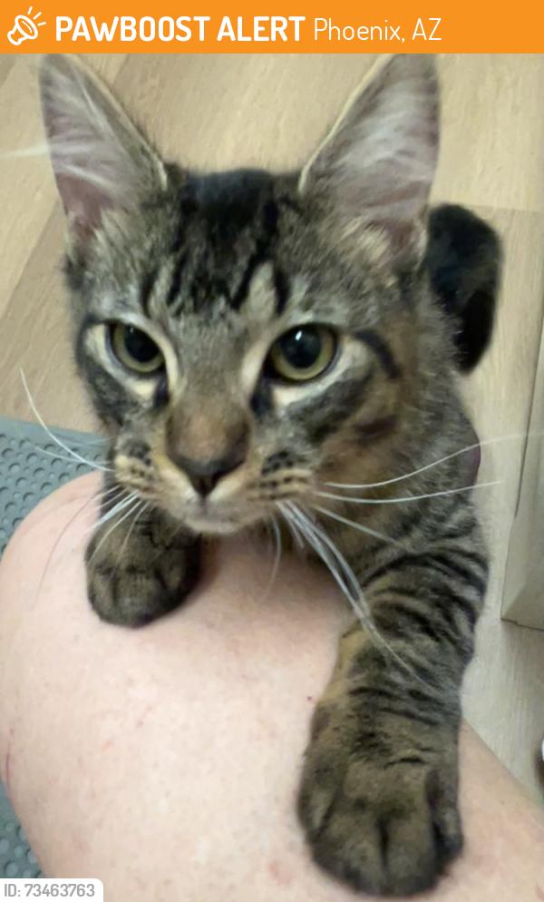 Found/Stray Male Cat last seen 15th Avenue & Bethany Home Rd, Phoenix, AZ 85015