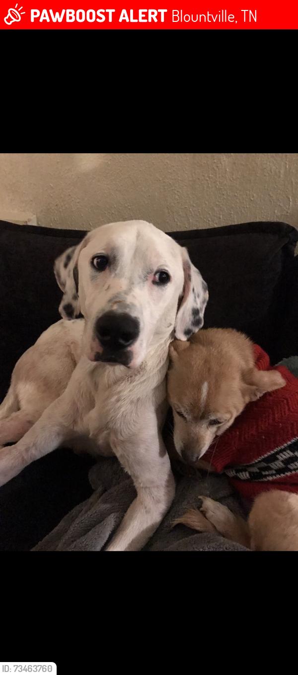 Lost Male Dog last seen Down town Blountville Tennessee, Blountville, TN 37617