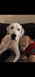 Lost Male Dog last seen Down town Blountville Tennessee, Blountville, TN 37617