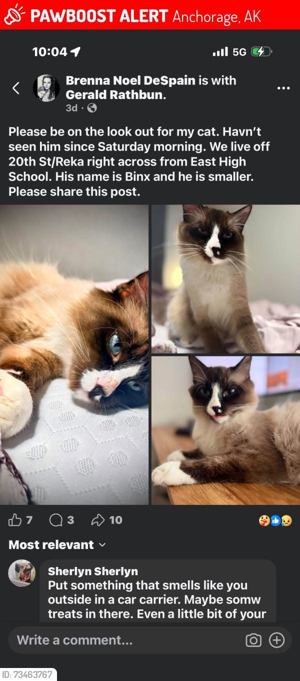 Lost Male Cat last seen Russian jack elementary, Anchorage, AK 99508