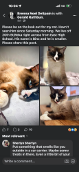 Lost Male Cat last seen Russian jack elementary, Anchorage, AK 99508