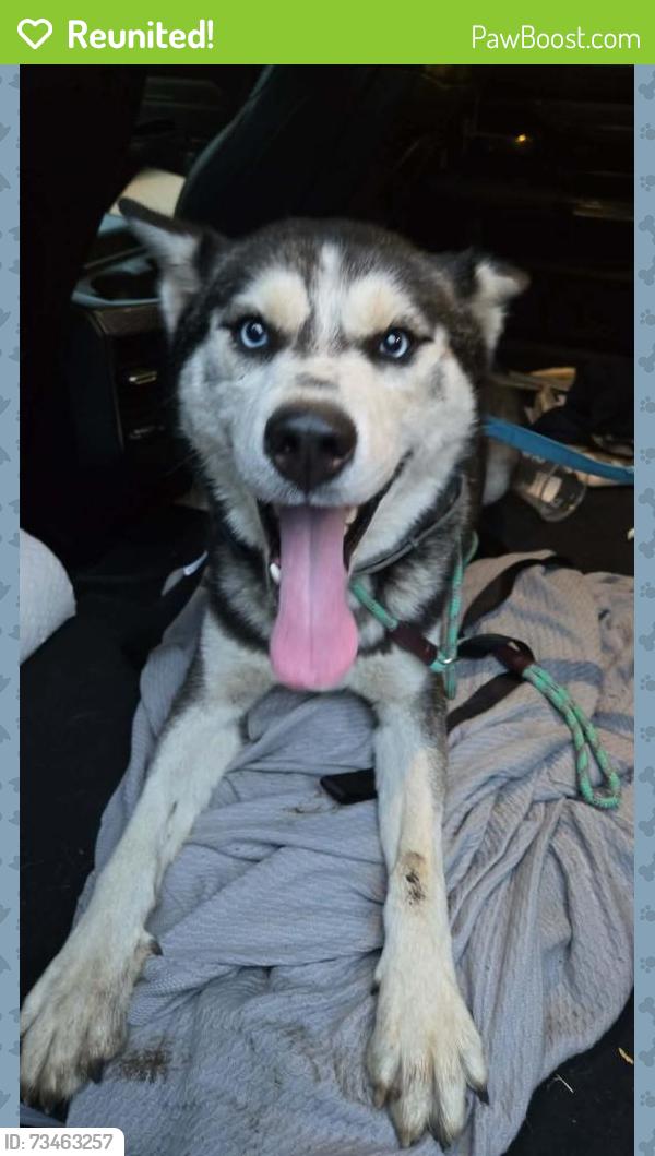 Reunited Male Dog last seen Colonial shopping center, Williamsburg, VA 23185