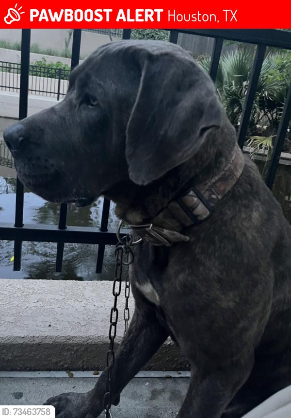 Lost Male Dog last seen Harrington and main, Houston, TX 77009