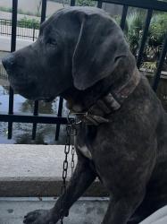 Lost Male Dog last seen Harrington and main, Houston, TX 77009