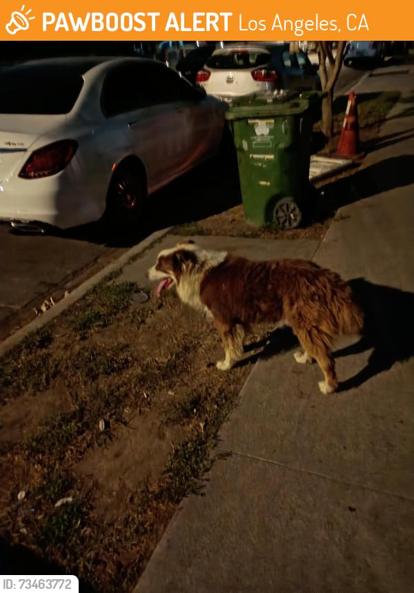 Found/Stray Unknown Dog last seen 81st Street between Main and San Pedro St., Los Angeles, CA 90003