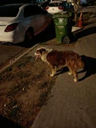 Found/Stray Unknown Dog last seen 81st Street between Main and San Pedro St., Los Angeles, CA 90003