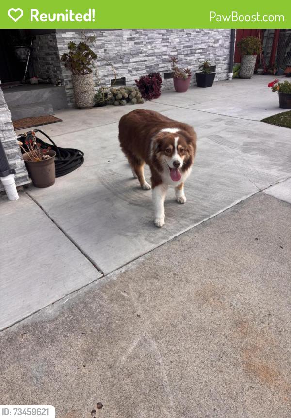 Reunited Male Dog last seen Blue mountain and mt Frazier, San Jose, CA 95127