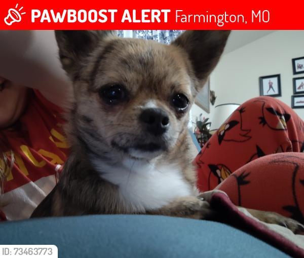 Lost Female Dog last seen Fox glove, fox den, Farmington, MO 63640