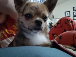 Lost Female Dog last seen Fox glove, fox den, Farmington, MO 63640