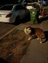 Found/Stray Unknown Dog last seen 81st Street between Main and San Pedro St, Los Angeles, CA 90003