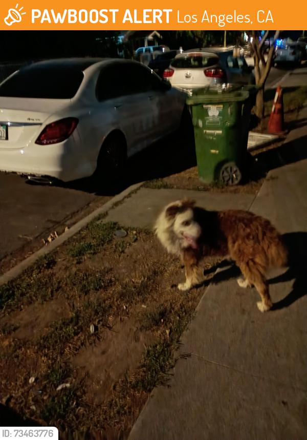 Found/Stray Unknown Dog last seen 81st Street between Main and San Pedro St, Los Angeles, CA 90003