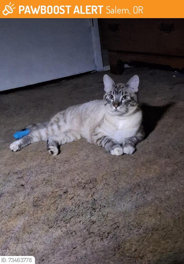 Found/Stray Female Cat last seen By the freeway, Salem, OR 97301