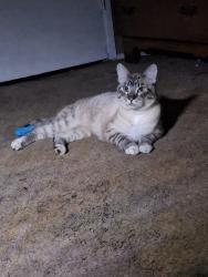 Found/Stray Female Cat last seen By the freeway, Salem, OR 97301