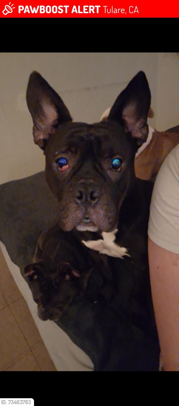 Lost Male Dog last seen I St & Tulare, Tulare, CA 93274