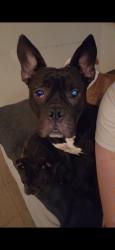 Lost Male Dog last seen I St & Tulare, Tulare, CA 93274