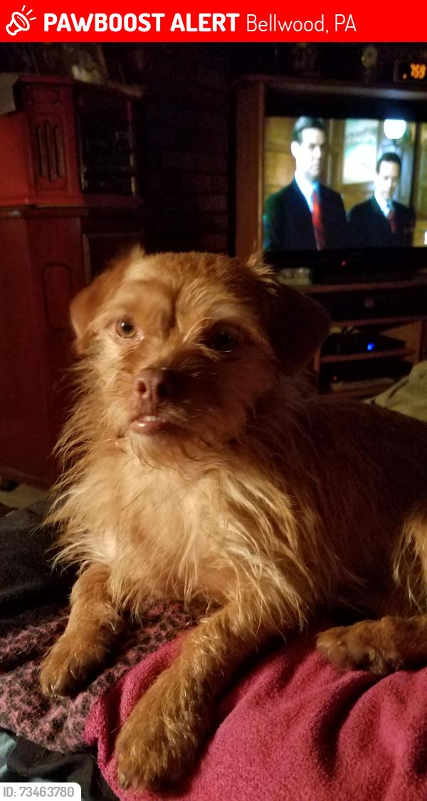 Lost Male Dog last seen North 11th street, Bellwood, PA 16617