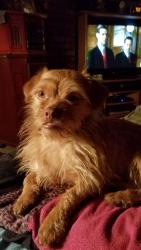 Lost Male Dog last seen North 11th street, Bellwood, PA 16617