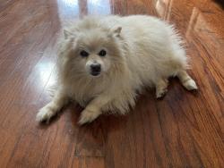 Lost Male Dog last seen Near N Pinebury Way, Clovis, CA 93619