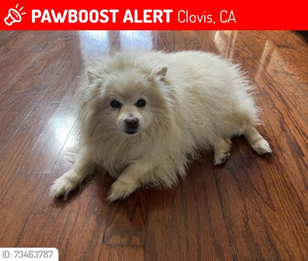 Lost Male Dog last seen Near N Pinebury Way, Clovis, CA 93619
