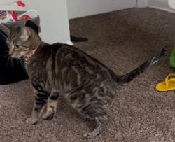 Lost Female Cat last seen Stop 11 and stop 10 are the main streets, Indianapolis, IN 46227