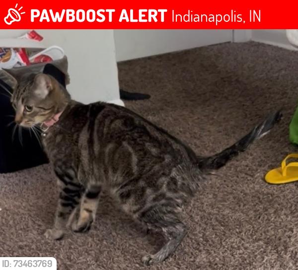 Lost Female Cat last seen Stop 11 and stop 10 are the main streets, Indianapolis, IN 46227