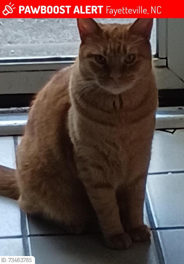 Lost Male Cat last seen Murchison Rd. /I-295 /Shaw Rd., Fayetteville, NC 28311