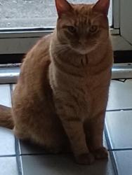 Lost Male Cat last seen Murchison Rd. /I-295 /Shaw Rd., Fayetteville, NC 28311