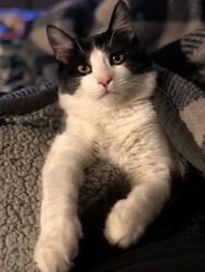 Lost Male Cat last seen Fiddyment, Roseville, CA 95747