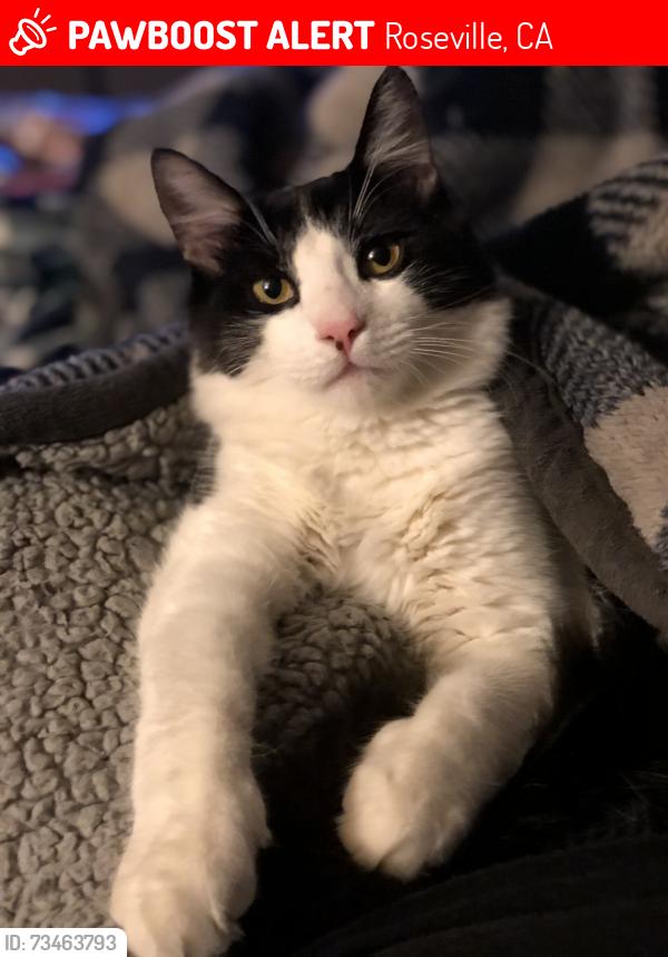 Lost Male Cat last seen Fiddyment, Roseville, CA 95747