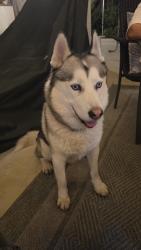 Found/Stray Male Dog last seen Near 37th St E, Palmdale, CA 93550, Palmdale, CA 93550