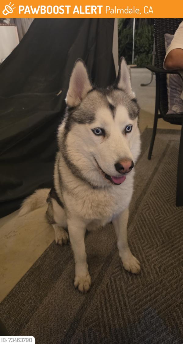Found/Stray Male Dog last seen Near 37th St E, Palmdale, CA 93550, Palmdale, CA 93550