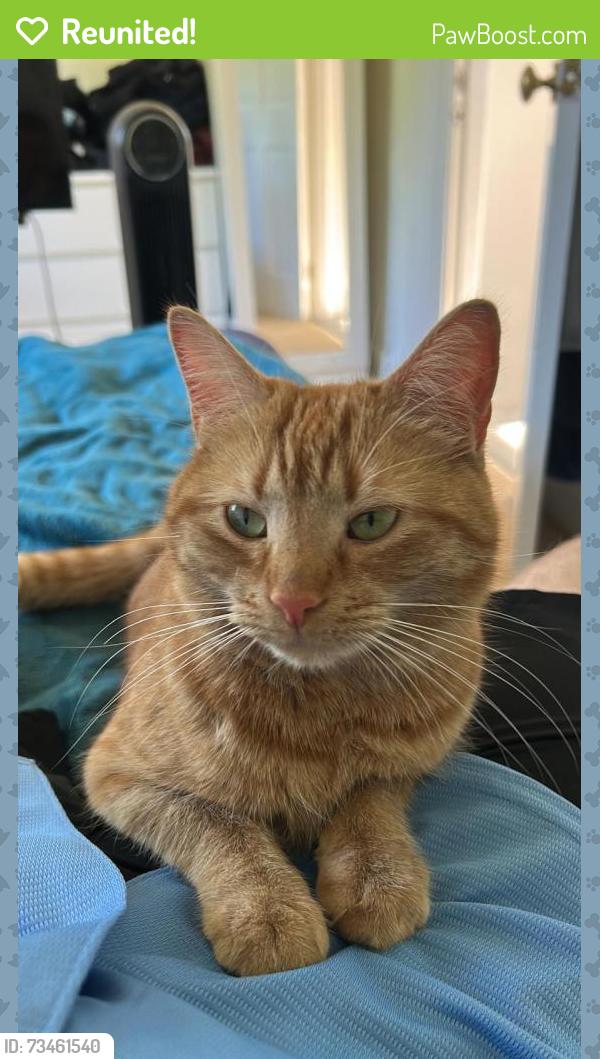 Reunited Female Cat last seen Nn49yg, West Northamptonshire, England NN4 9YG