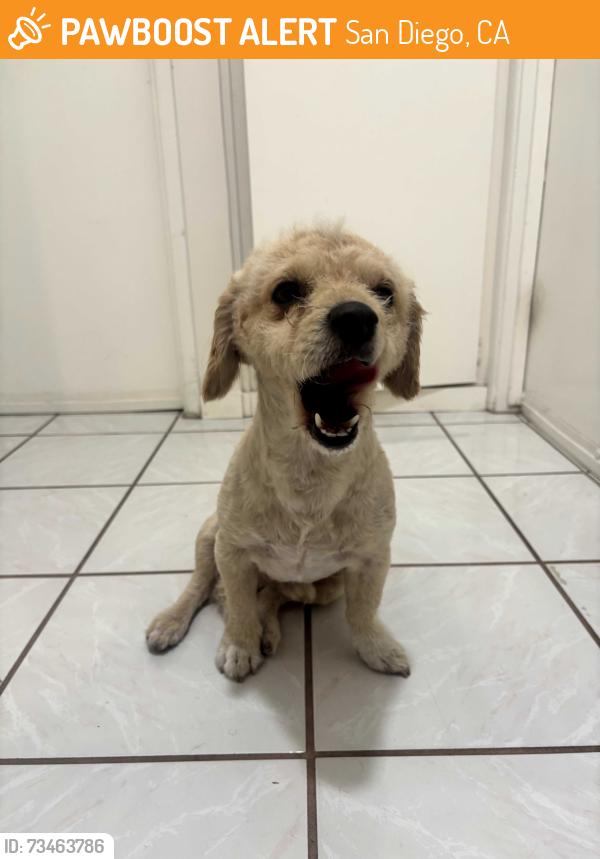 Found/Stray Male Dog last seen Coronado avenue, San Diego, CA 92154