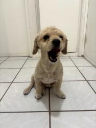 Found/Stray Male Dog last seen Coronado avenue, San Diego, CA 92154
